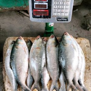 ৮ পিস মাছ ৬ কেজি → ২,০০০ টাকা