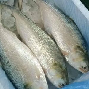 ৩ পিস মাছ ৬ কেজি → ৩৫০০ টাকা