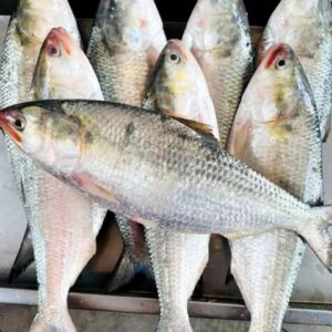 ১২ পিস মাছ ৬ কেজি→ ১,৫০০ টাকা